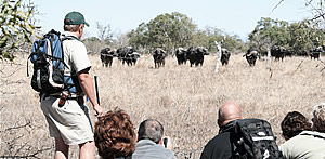 Big 5 Tours with Echo Africa