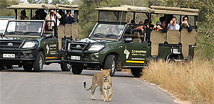 Day Excurtions to Hoodspruit Endangered Species Centre with Echo Africa