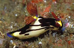Nudibranch does not have a shell and the body is beautifully coloured with external gills