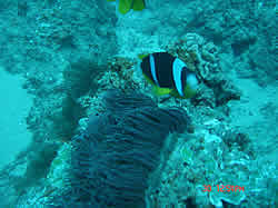 Clown Fish Maverick reef Ponta Malongane Mozambique