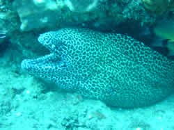 Moray Eel on Texas Reef Ponto Malongane Mozambique